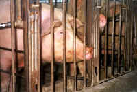 Pig Exploitation - Gestation Crates - 04