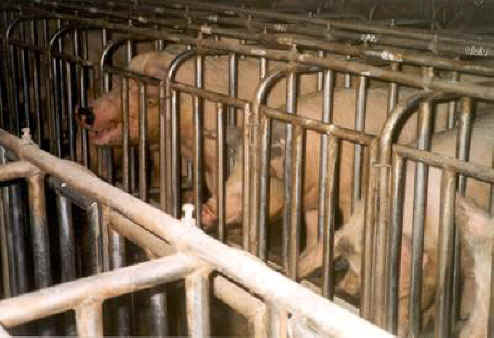 Pig Exploitation - Gestation Crates - 06