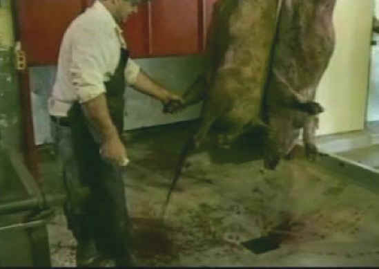 Pig Exploitation - Slaughter - 20