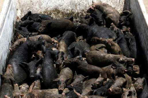 Pig Exploitation - Slaughter - 28