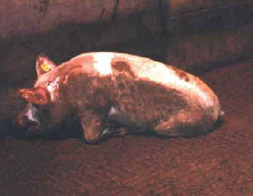Pig Exploitation - Transporting - 04