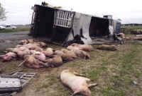 Pig Exploitation - Transportation - 06