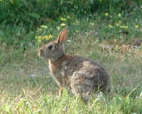 Rabbit - 03