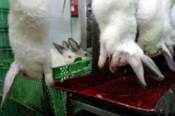 Rabbit Exploitation - Meat - 17