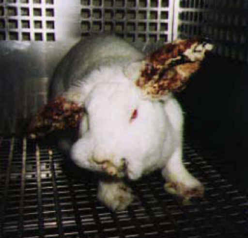 Rabbit Exploitation - Medical Research - 01