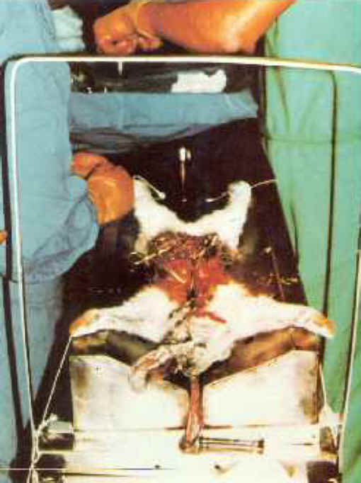 Rabbit Exploitation - Medical Research - 02