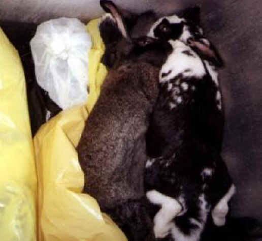 Rabbit Exploitation - Medical Research - 05