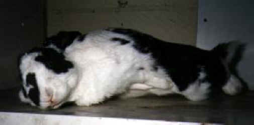 Rabbit Exploitation - Medical Research - 07