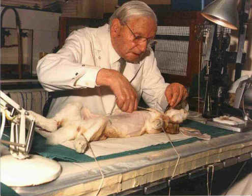 Rabbit Exploitation - Medical Research - 17