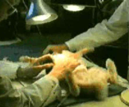 Rabbit Exploitation - Medical Research - 21