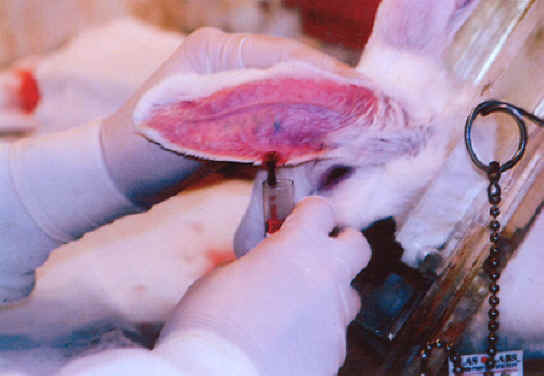Rabbit Exploitation - Medical Research - 22