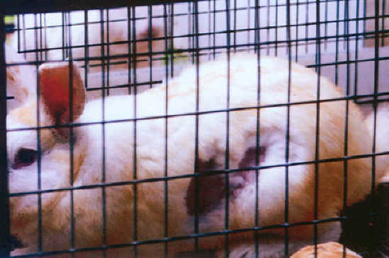 Rabbit Exploitation - Medical Research - 23