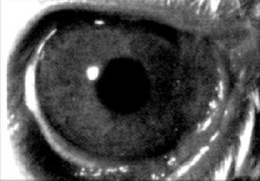 Rabbit Exploitation - Testing - 04