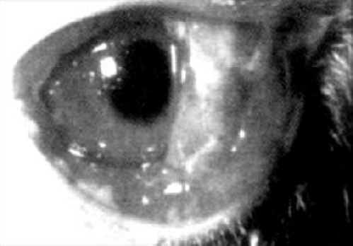 Rabbit Exploitation - Testing - 05