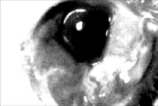 Rabbit Exploitation - Testing - 06