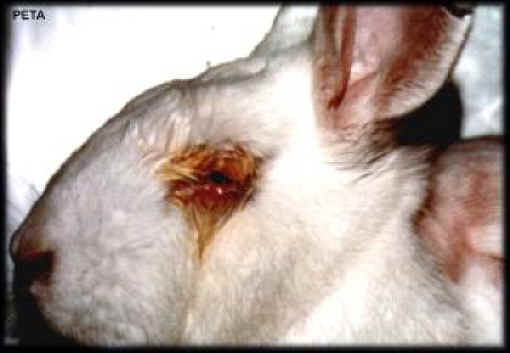 Rabbit Exploitation - Testing - 07