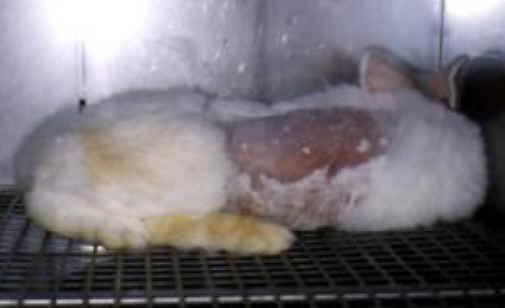 Rabbit Exploitation - Testing - 10