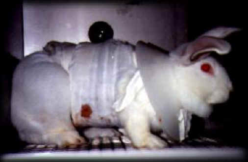 Rabbit Exploitation - Testing - 11