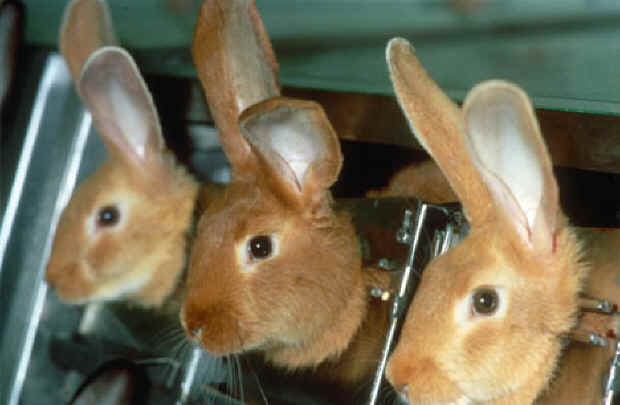 rabbit, cosmetic,testing