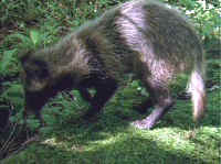 Raccoon Dog - Wishful Thinking - 03