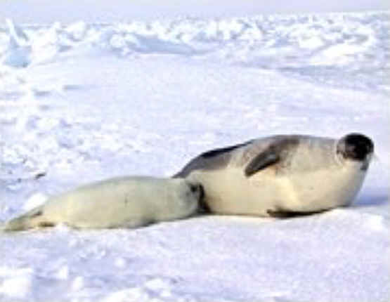Seals - Wishful Thinking - 001