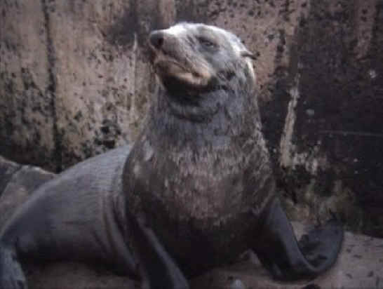 Seals - Fishing - 01
