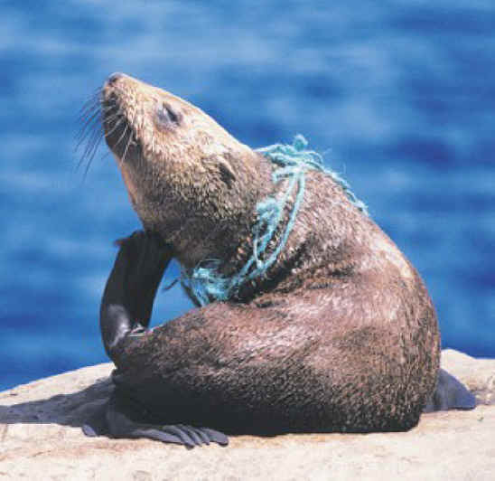 Seals - Fishing - 07
