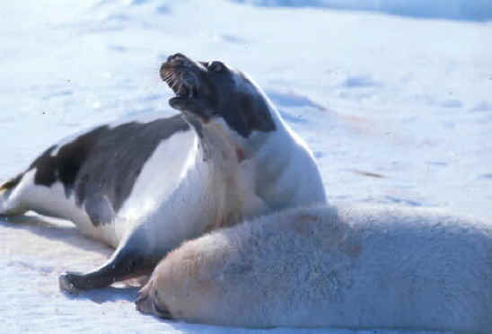 Seals - Fur - 01