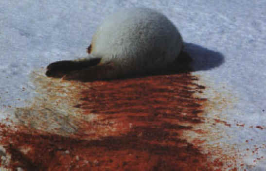 Seals - Fur - 06