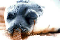 Seal - Fur - 07