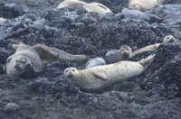 Wishful Thinking - Harbor Seals