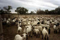 Sheep and Lambs - Feedlot - 01