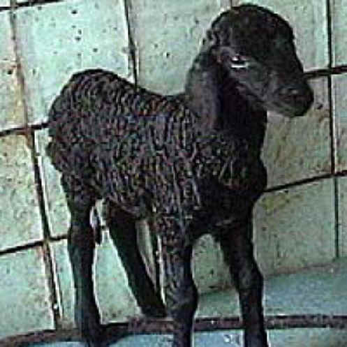 Sheep and Lambs - Persian Lamb Fur-01 - Animal Exploitation Photo Journal  and Gallery