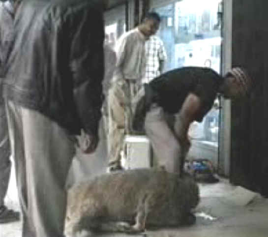 Sheep and Lambs - Slaughter - 04