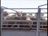 Sheep and Lambs - Transport - 09