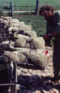 Sheep and Lambs - Wool - 07