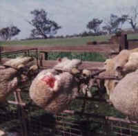 Sheep and Lambs - Wool - 10