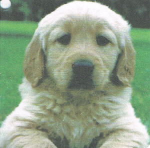 Animal Padre newsletter dog love