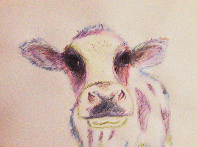pastel Cow sketch