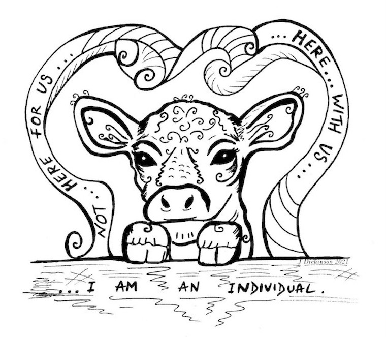 Calf drawing