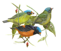 antillean euphonia