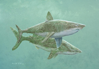 porbeagle shark