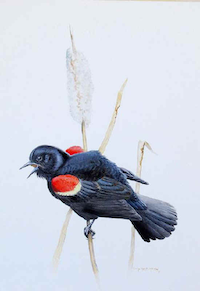 painting of red-winged blackbird