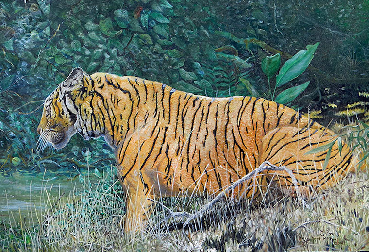Sumatran Tiger
