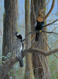 Anhinga (Anhinga anhinga) 