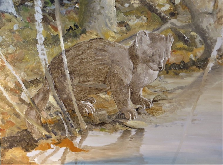 Pine Marten