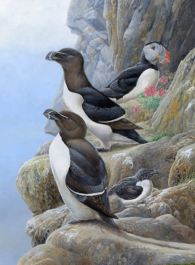 razorbills
