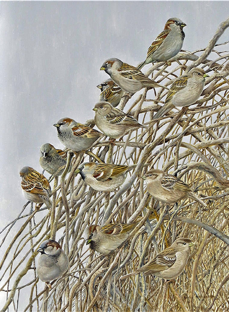 House Sparrows