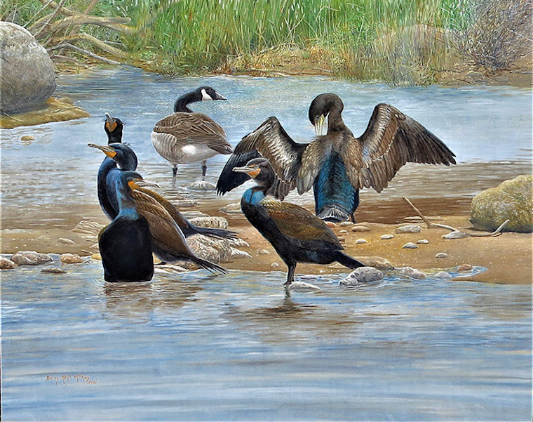 cormorant and goose
