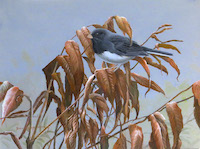 dark-eyed Junco